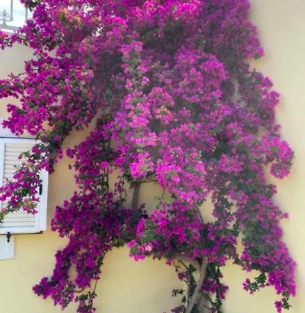 Rose * Agios Stefanos Avliotes (Corfu)